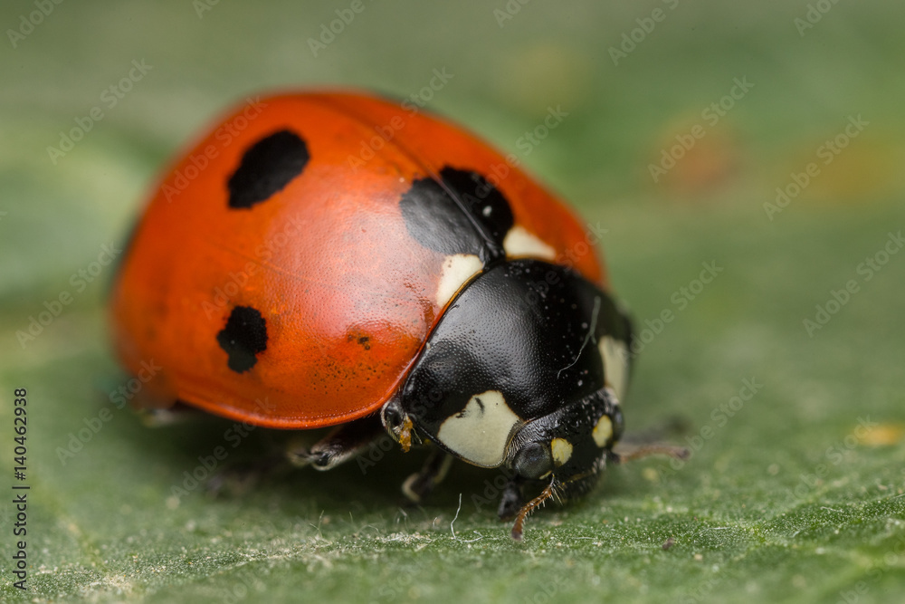 Fototapeta premium Ladybug