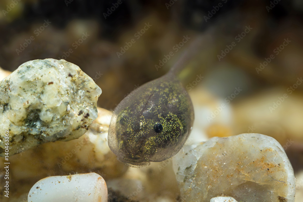 Tadpole Tadpole