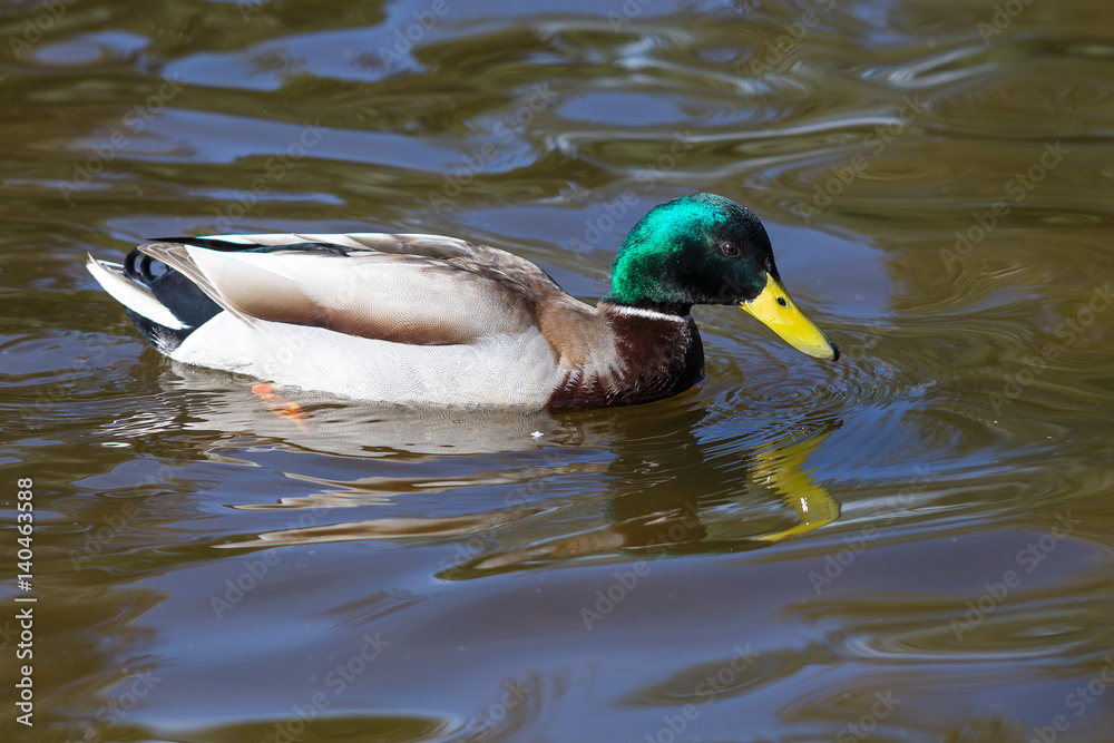 Wild duck Wild duck