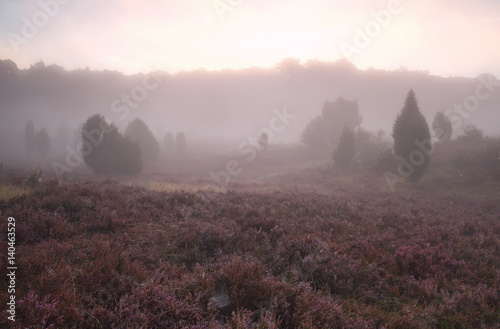 misty sunrise over flowering heather hills