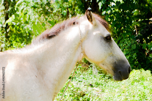 Cheval des caraibes photo