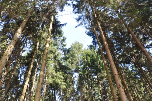 Ein Nadelwald von unten noch oben fotogragiert photo