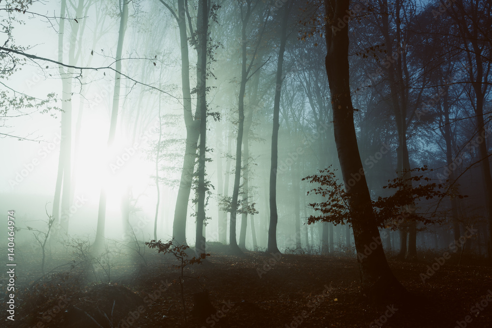 Obraz premium Spooky light in misty forest