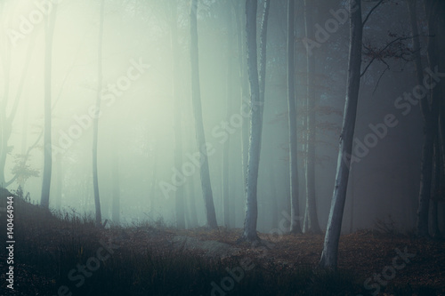 Fototapeta Naklejka Na Ścianę i Meble -  Creepy light in foggy forest