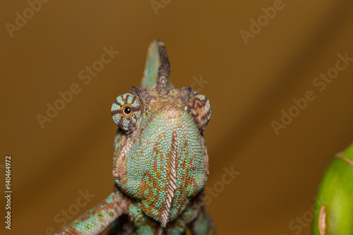 Veilde chameleon - Chamaeleo calyptratus