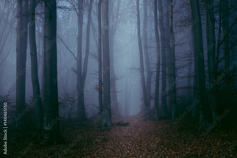 Dark gloomy foggy forest trail