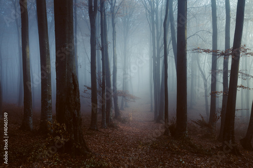 Fototapeta Naklejka Na Ścianę i Meble -  Creepy foggy forest trail