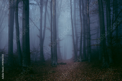 Fototapeta Naklejka Na Ścianę i Meble -  Dark gloomy foggy forest trail