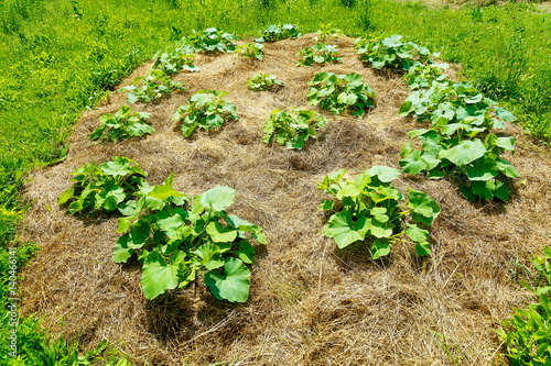 young hokkaido pumpkin plants on straw bet in permaculture garde photo