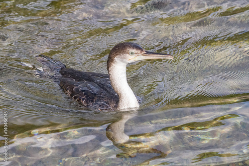 Cormorant fishing photo