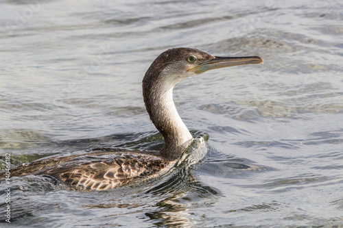 Cormorant fon the sea © Rinaldo