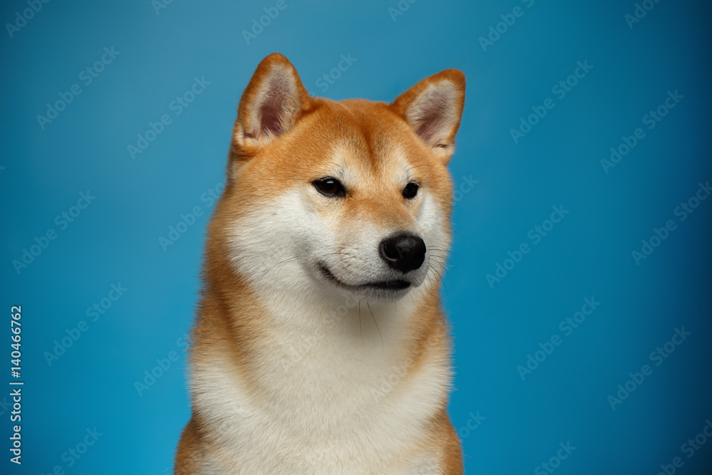 Portrait of Brutal Shiba inu Dog on Blue Background, Front view