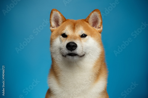 Portrait of Brutal Shiba inu Dog on Blue Background, Front view