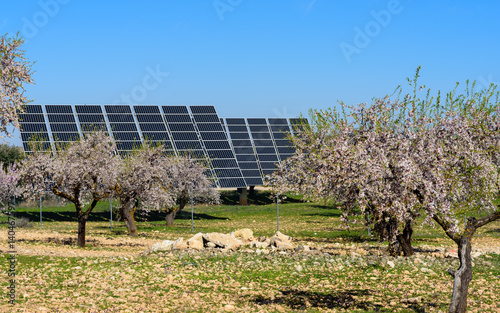 Solar panels in almond field II photo