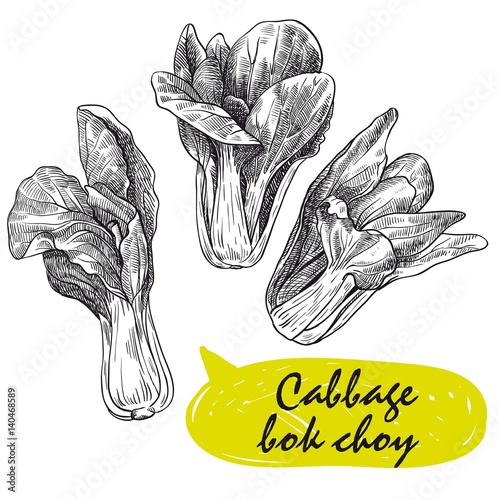 cabbage bok choy. harvesting