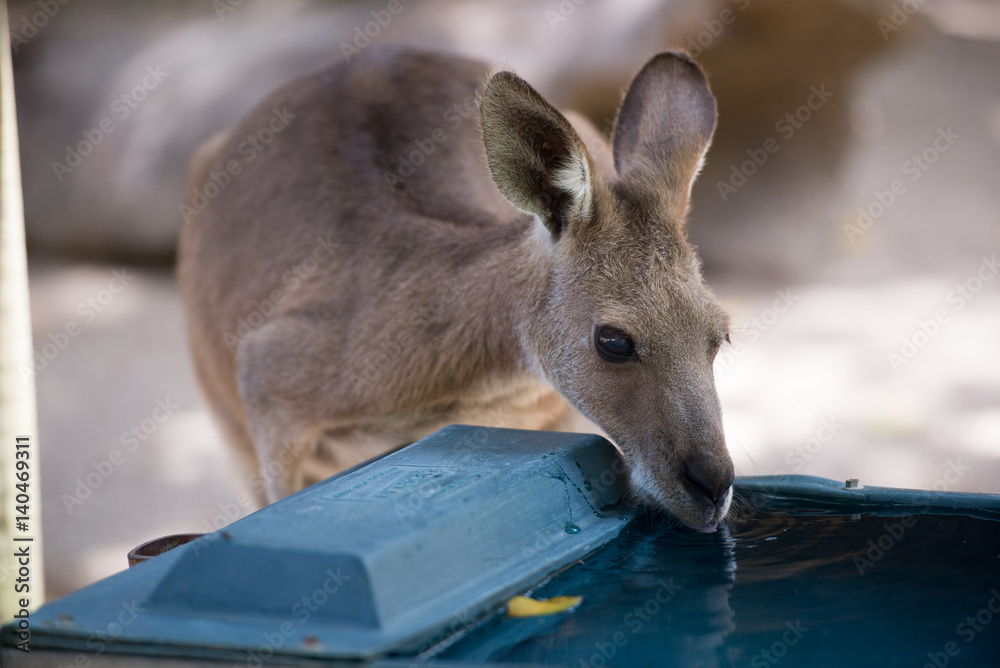 Fototapeta premium カンガルー