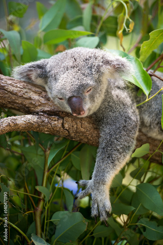 Fototapeta Naklejka Na Ścianę i Meble -  居眠り中のコアラ