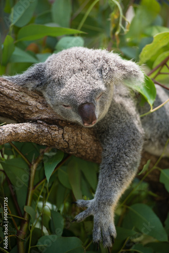 Fototapeta Naklejka Na Ścianę i Meble -  居眠り中のコアラ