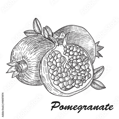 Pomegranate fruit, berry. Organic nutrition healthy food. Engraved hand drawn vintage retro vector Pomegranate engraving sketch etch illustration. Isolated on white background.