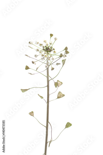 flower of capsella on a white background