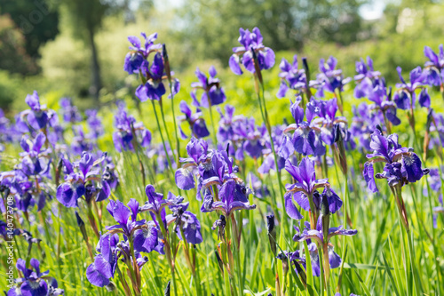 Flowers irises in the garden