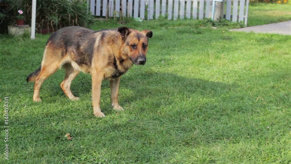 dog sniffing the grass/interesting funny dog sniffing the grass dog sniffing the grass/interesting funny dog sniffing the grass