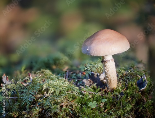 Single mushroom on tussockin the forest in autumn. Very shallow depth of field and blurred background.