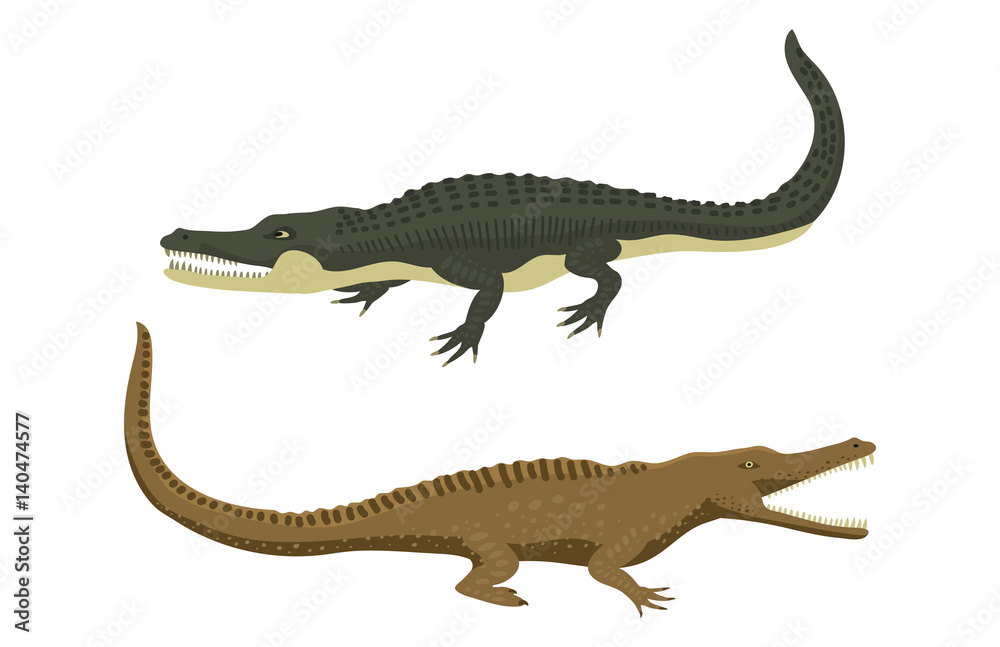 Cartoon green crocodile danger predator and australian wildlife river reptile carnivore alligator with scales teeth flat vector illustration. Cartoon green crocodile danger predator and australian wildlife river reptile carnivore alligator with scales teeth flat vector illustration.