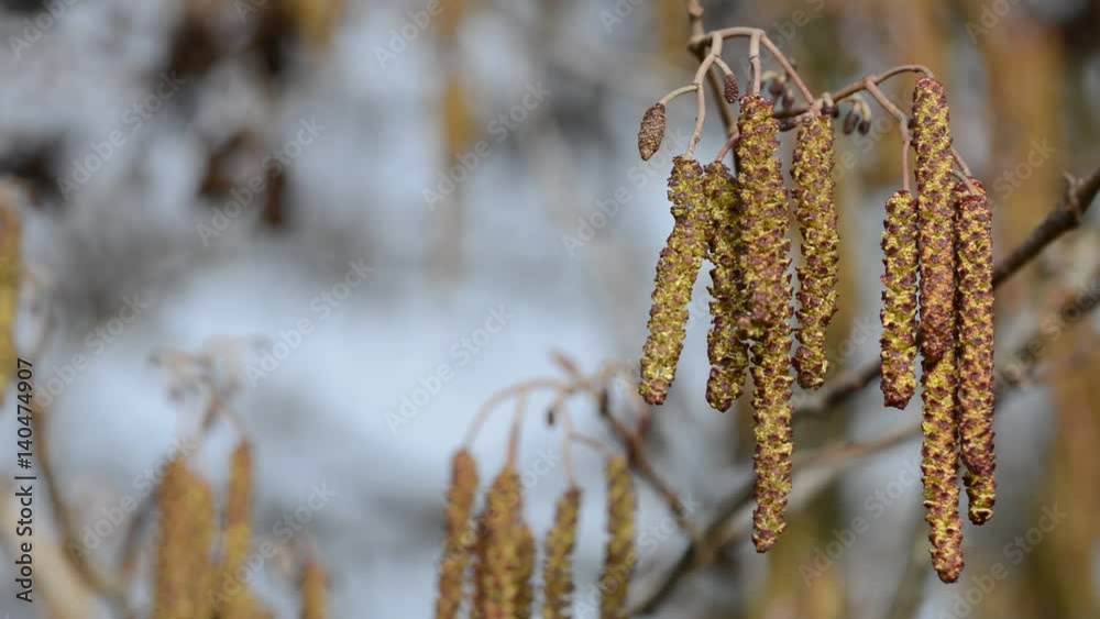 Catkins on branch close up. Spring season. Catkins on branch close up. Spring season.