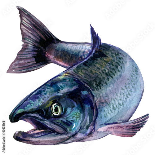 Whole fresh atlantic salmon fish isolated, watercolor illustration on white photo