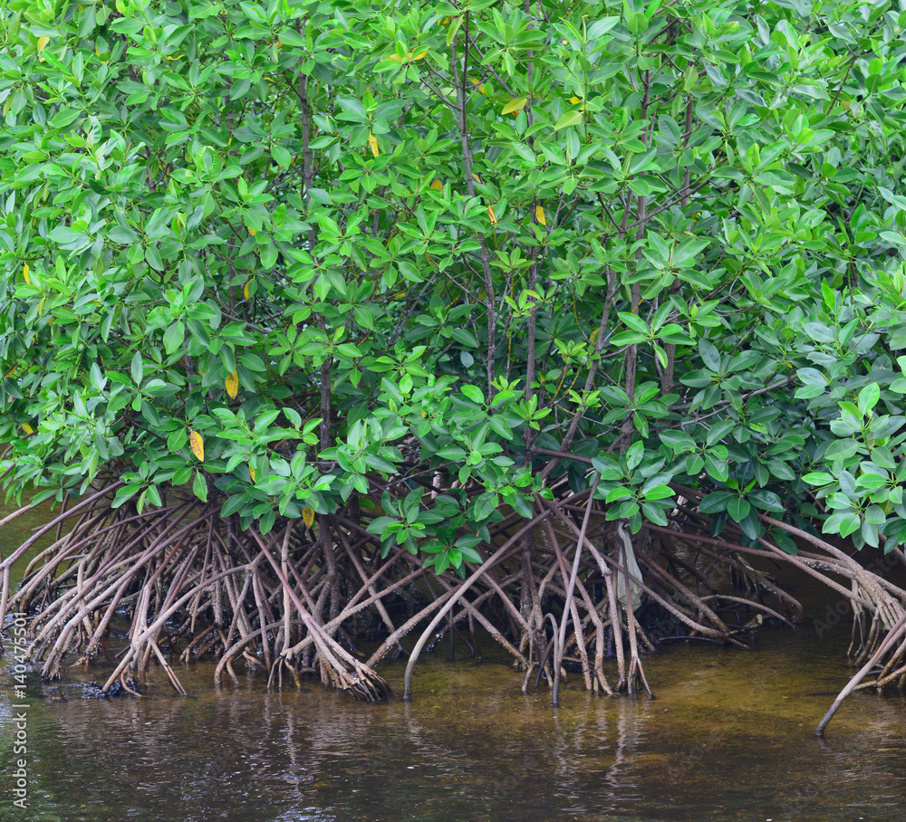 mangrove forest mangrove forest