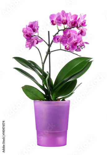 Beautiful orchid in a purple pot