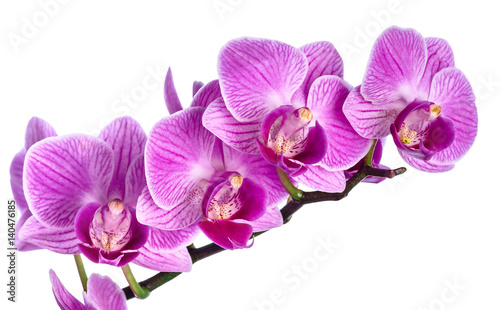 Pink streaked orchid isolated