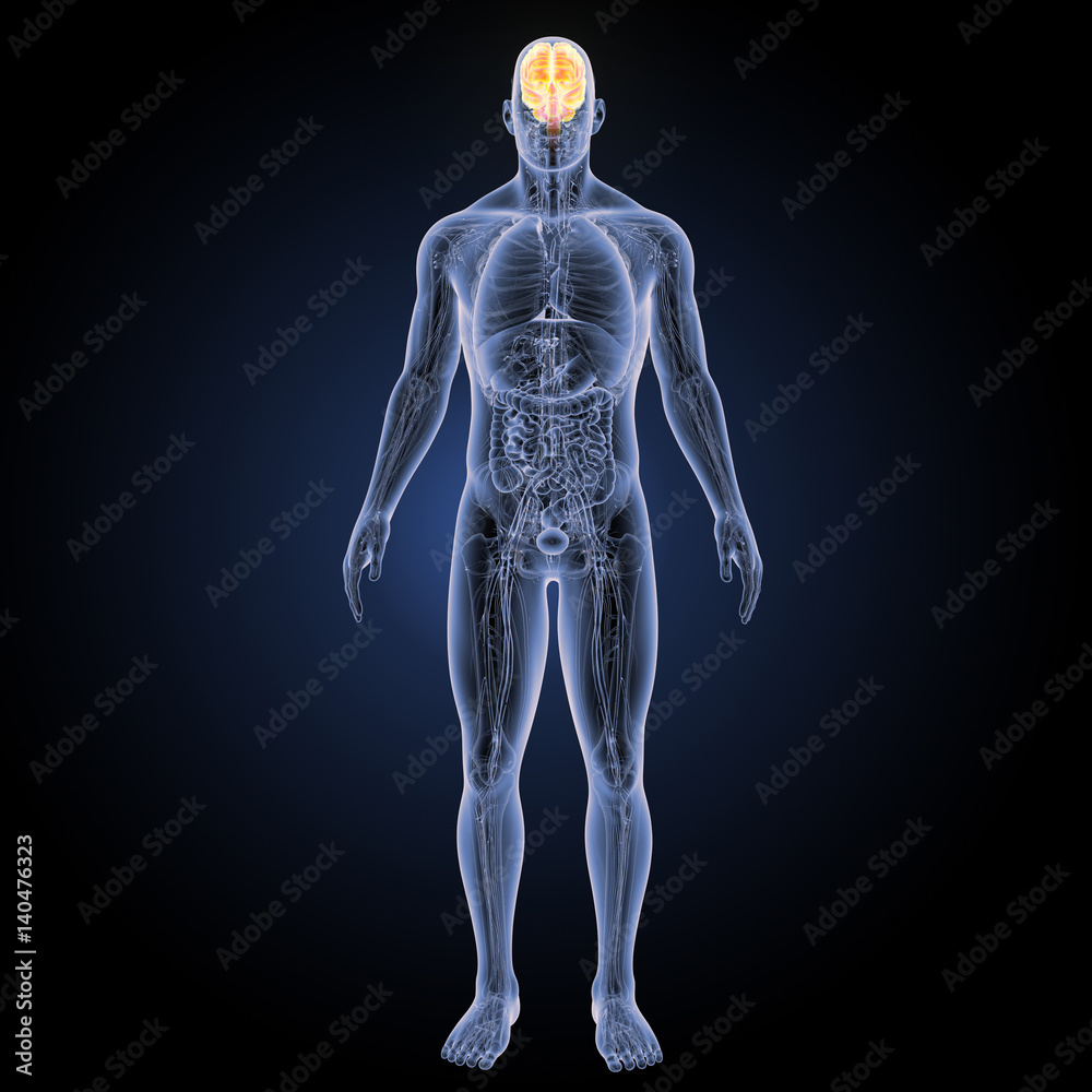 Brain with complete anatomy anterior view Brain with complete anatomy anterior view