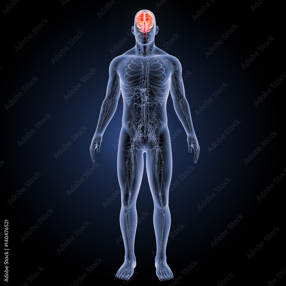 Brain with circulatory system anterior view Brain with circulatory system anterior view
