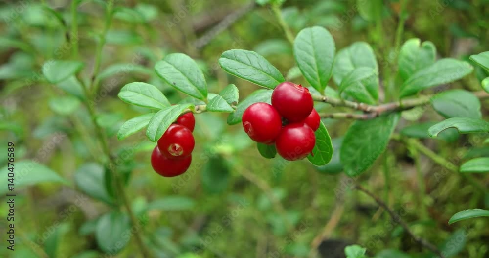 Clustered Lingonberries on a Wild Bush in the Forest Clustered Lingonberries on a Wild Bush in the Forest