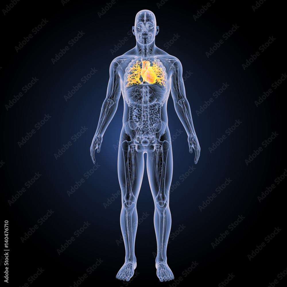 _Heart with complete anatomy posterior view _Heart with complete anatomy posterior view