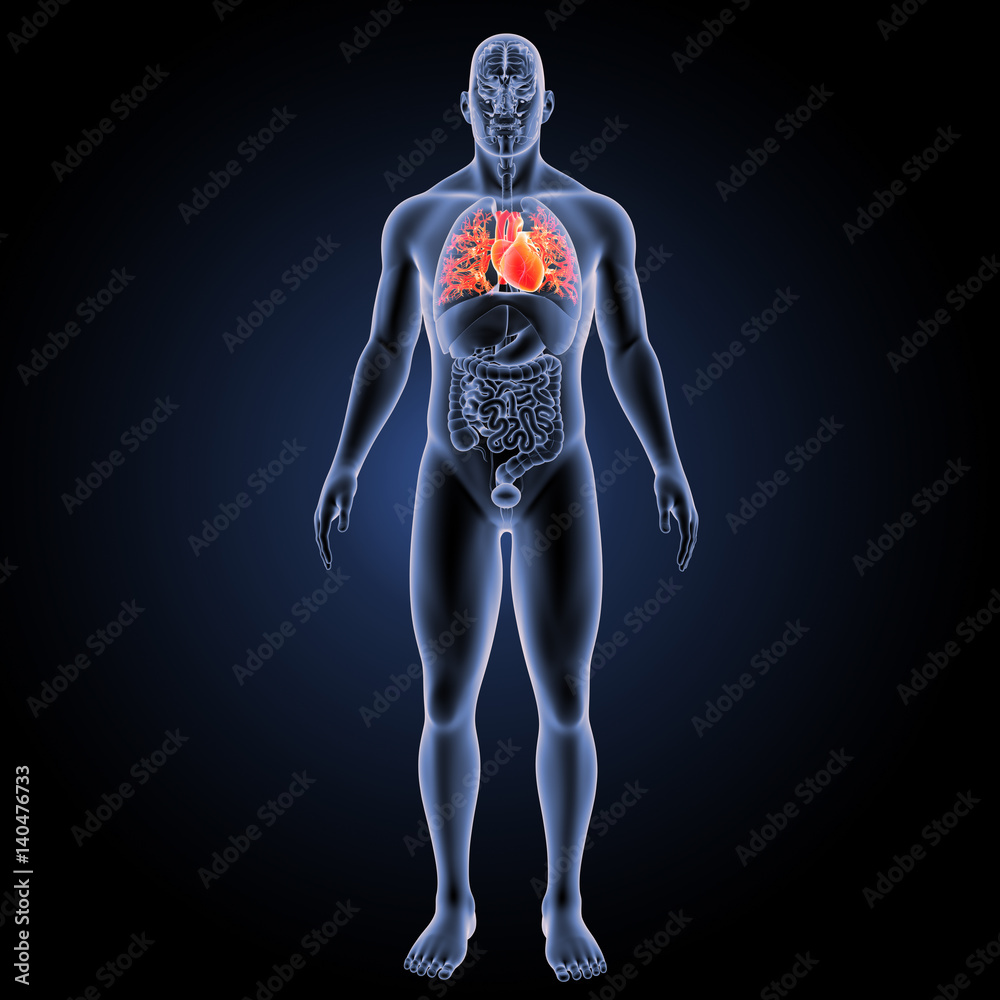 Heart with organs anterior view Heart with organs anterior view