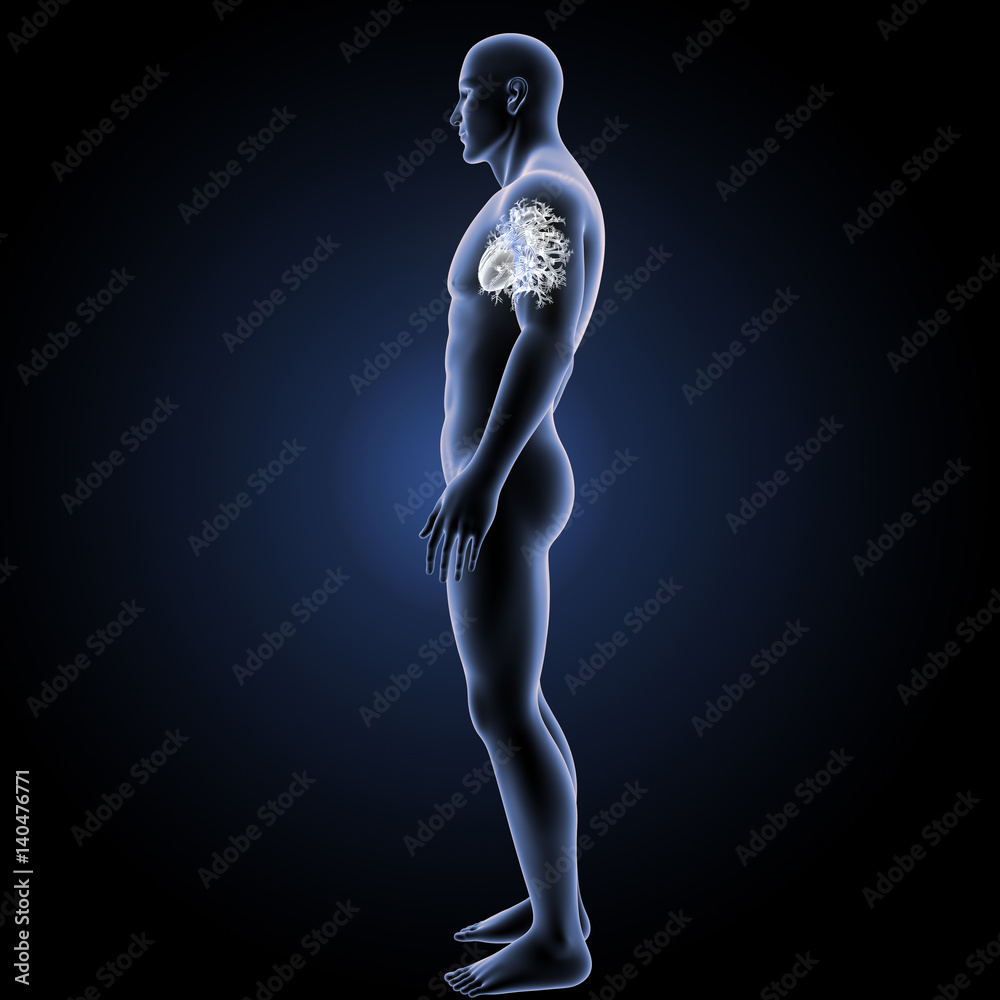 Heart with body lateral view Heart with body lateral view