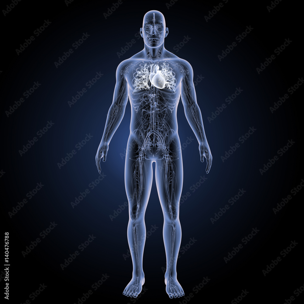Heart with circulatory system anterior view Heart with circulatory system anterior view