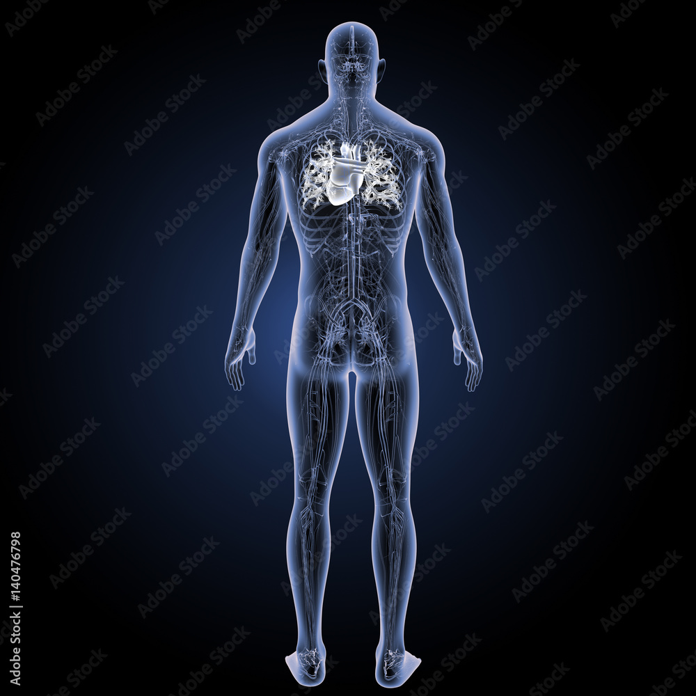 Heart with circulatory system posterior view Heart with circulatory system posterior view