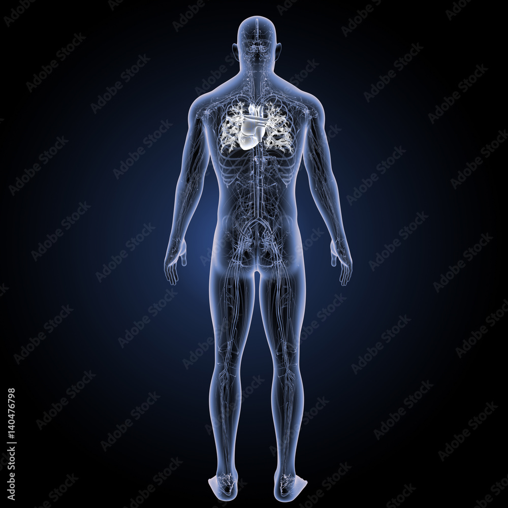 Heart with circulatory system posterior view