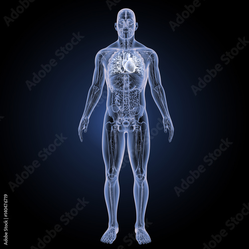 Heart with complete anatomy anterior view