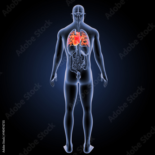 Heart with organs posterior view