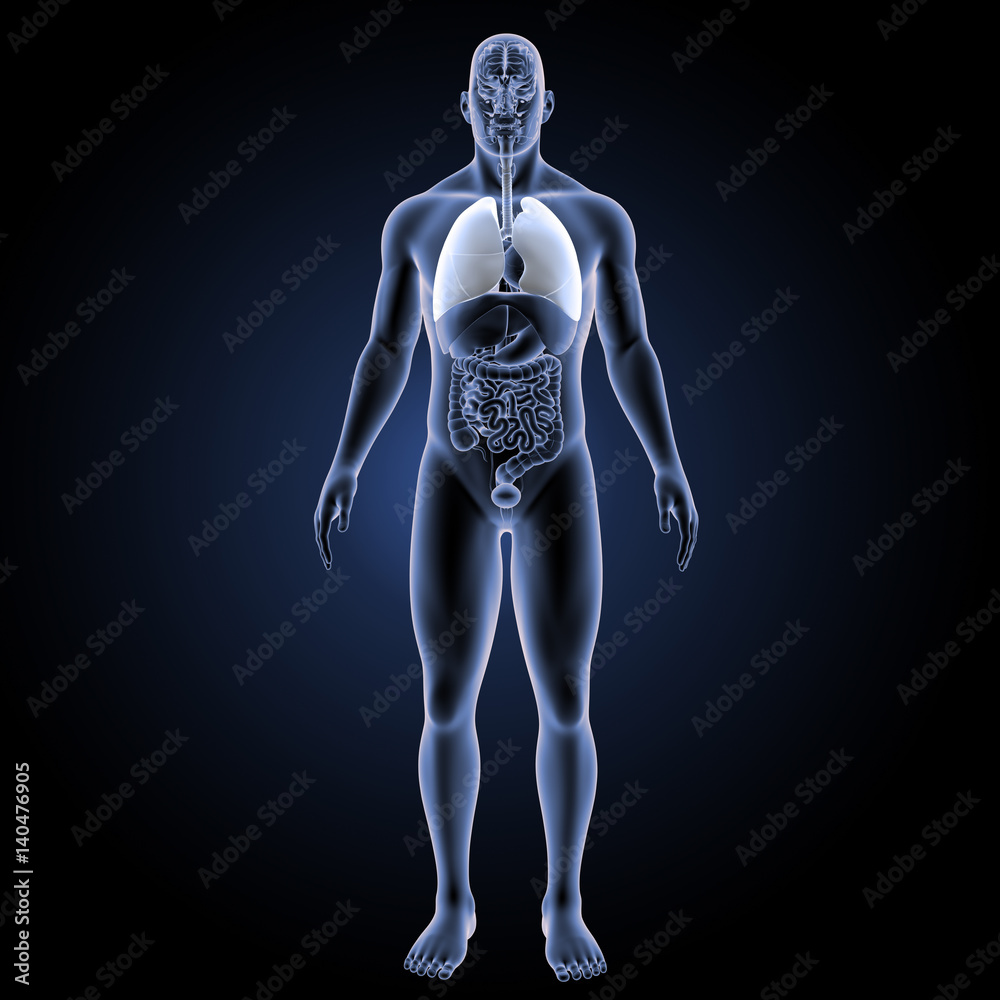 Lungs with organs anterior view Lungs with organs anterior view
