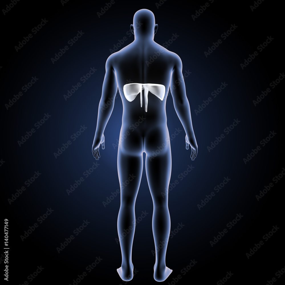 Diaphragm with body posterior view Diaphragm with body posterior view