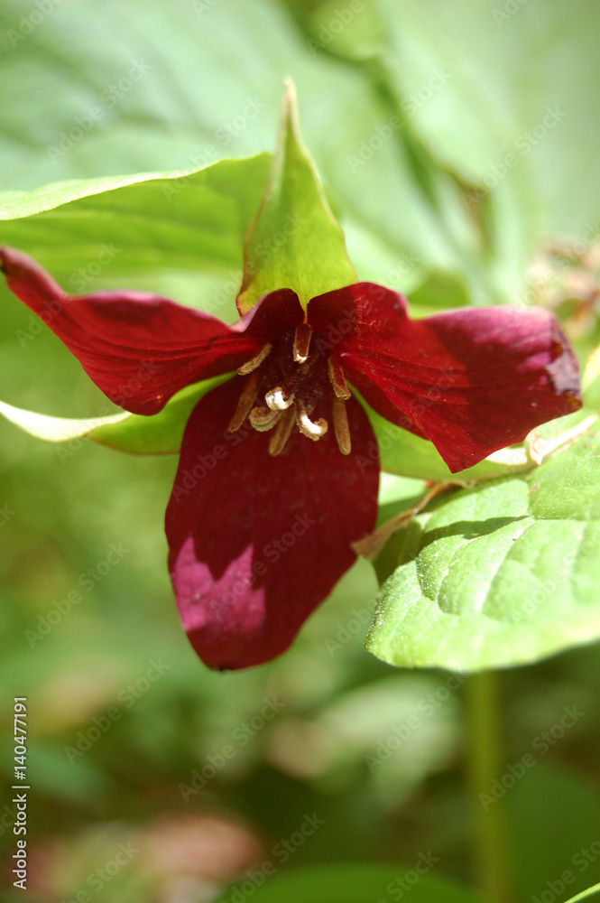 Fototapeta premium Red Trillium in Dappled Sunlight