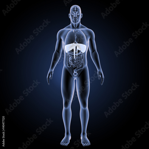 Diaphragm with organs anterior view © 7activestudio