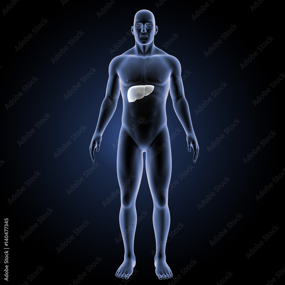 Liver with body anterior view