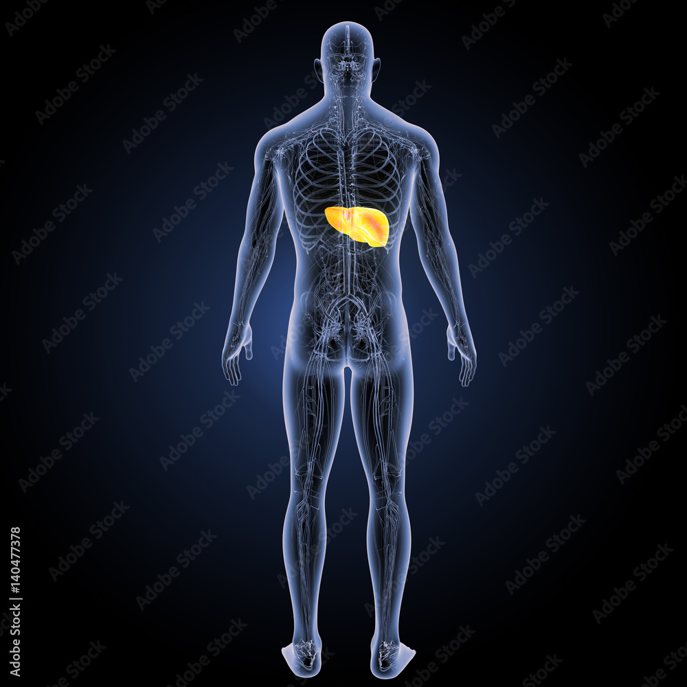 Liver with circulatory system posterior view